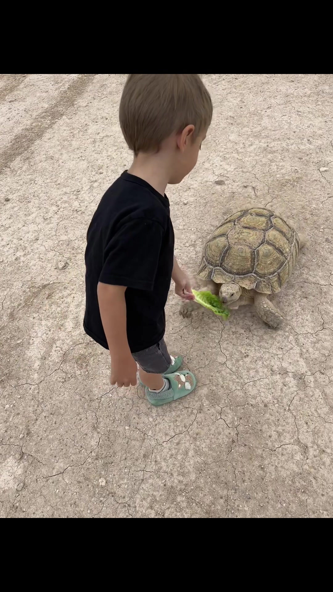 @Rail 🐢