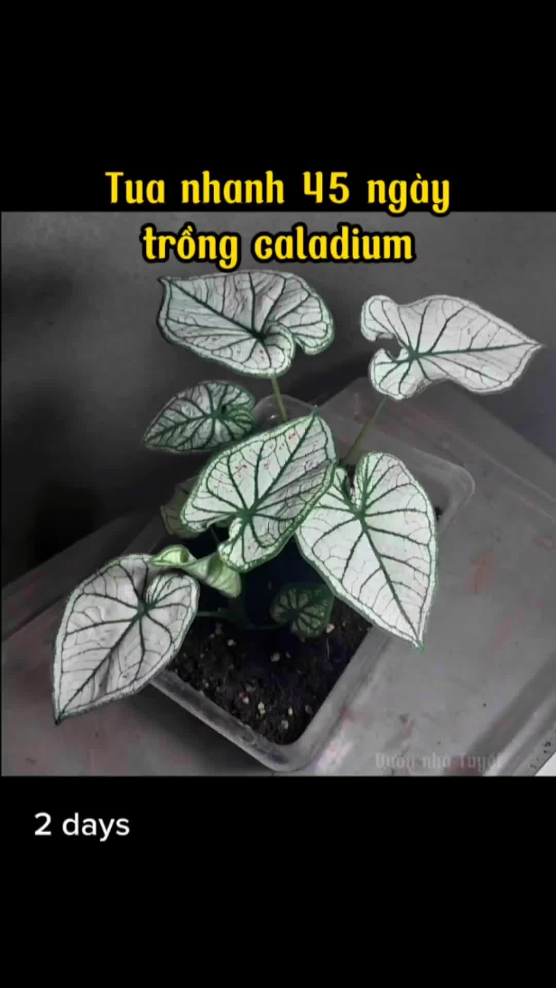 @Vườn nh&agrave; Tuyết