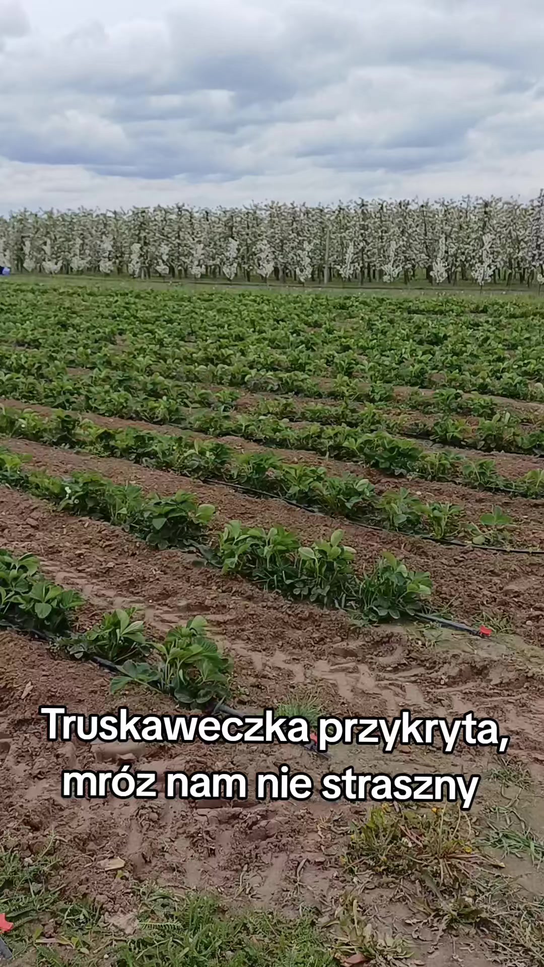 @Oksana Czupryjak