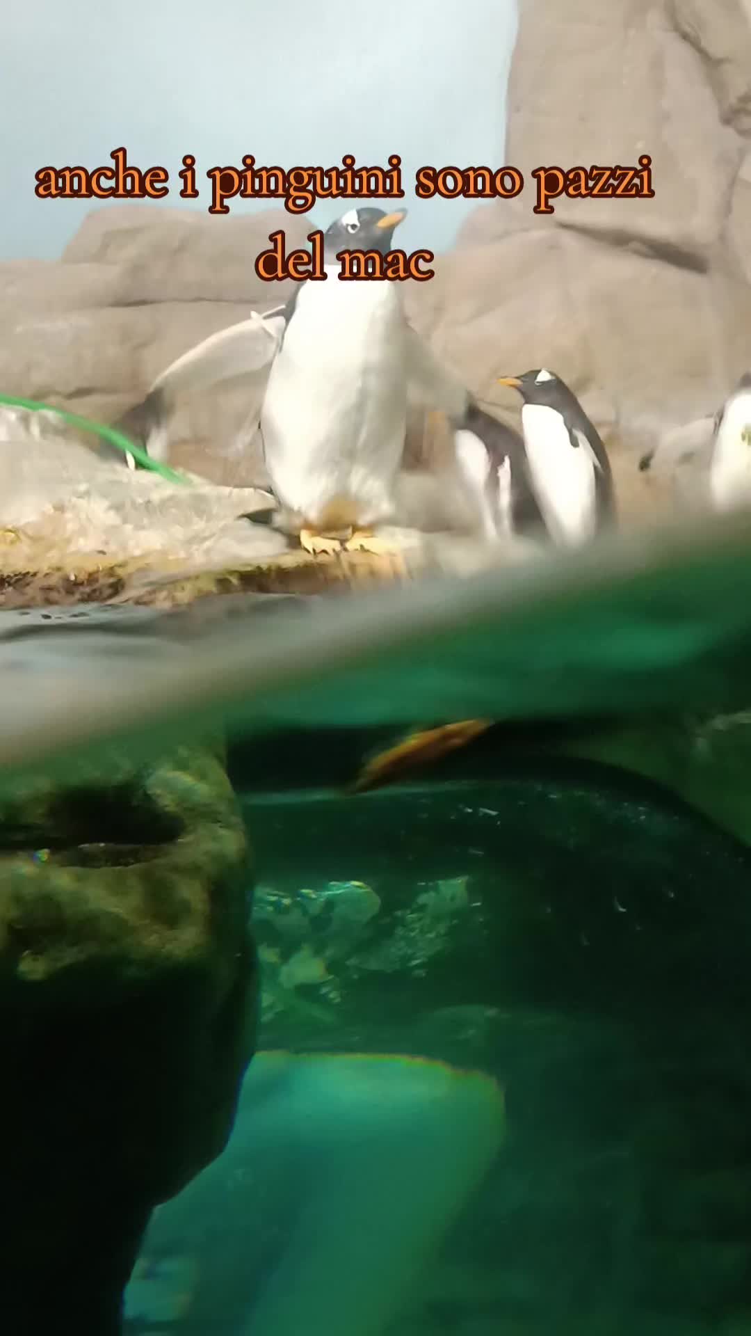 @marco ceci