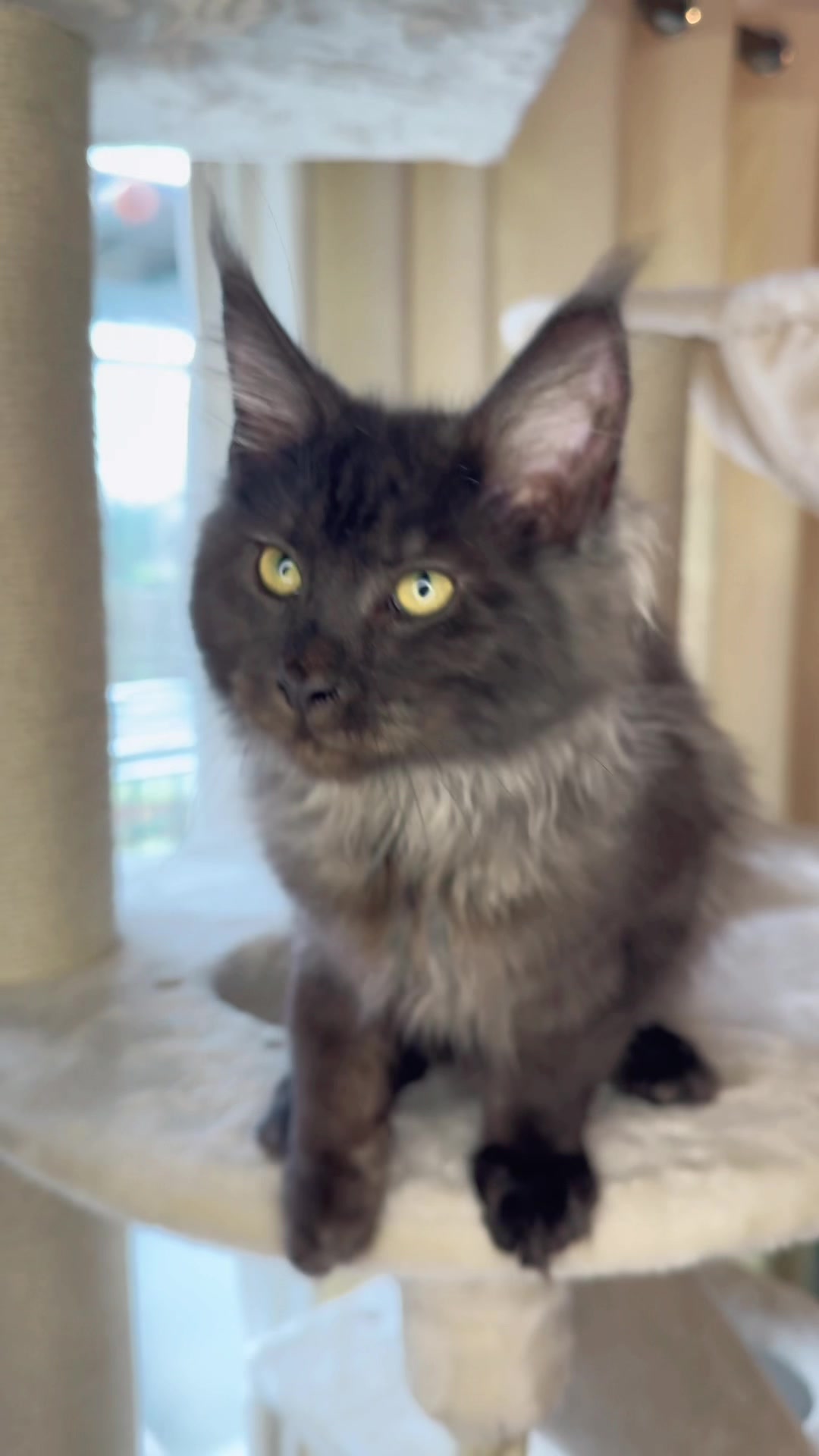 @saint.cat