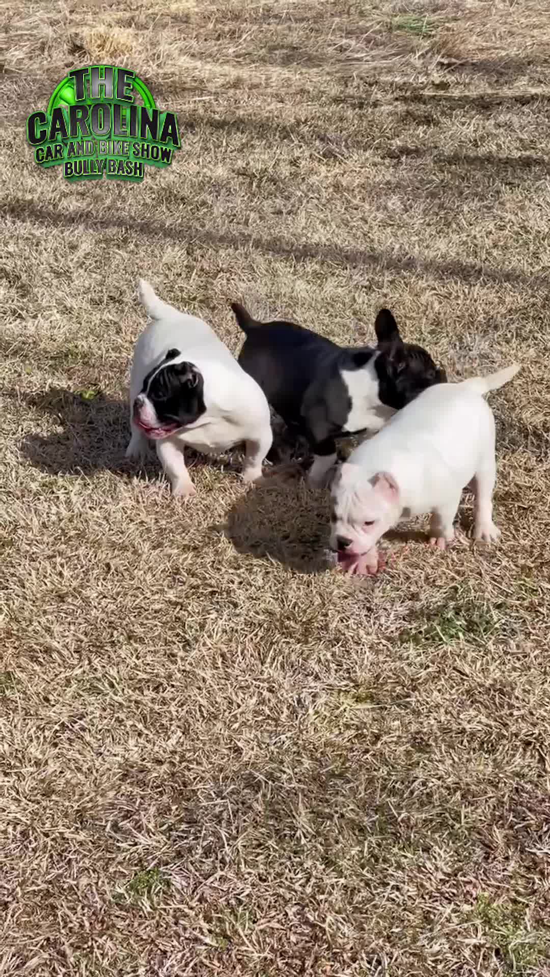@a1bullykennel