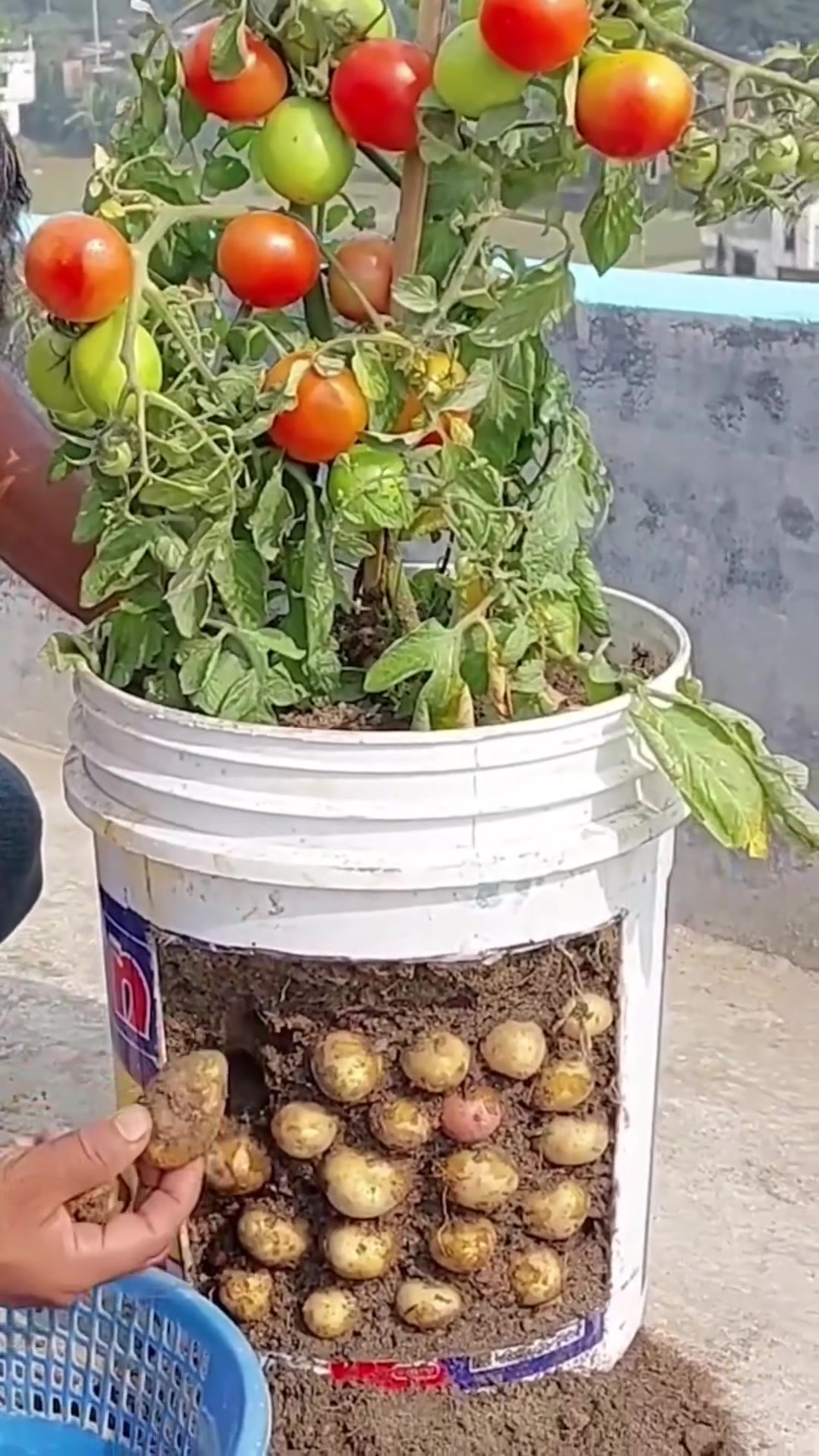 @PlantsLife