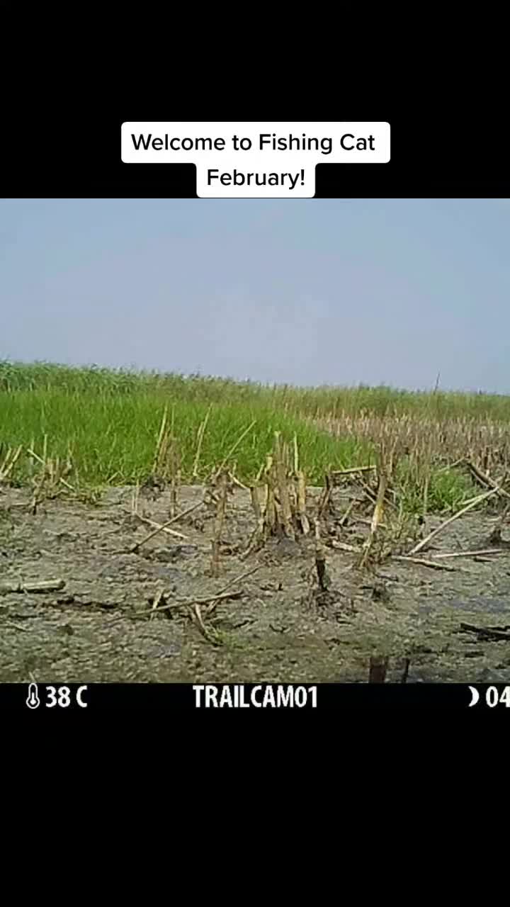 @Fishing Cat Conserv. Alliance