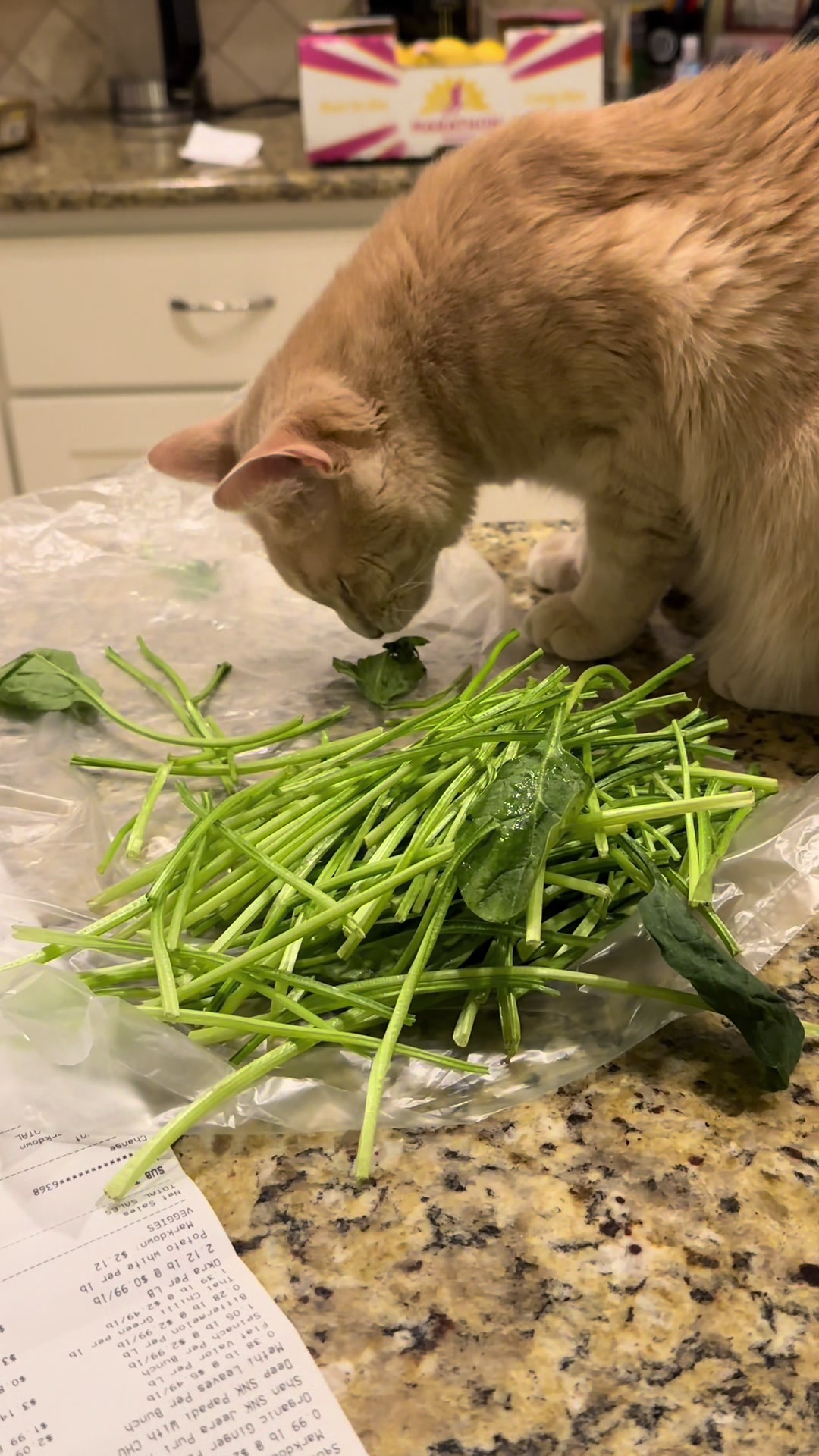@roti_the_cat