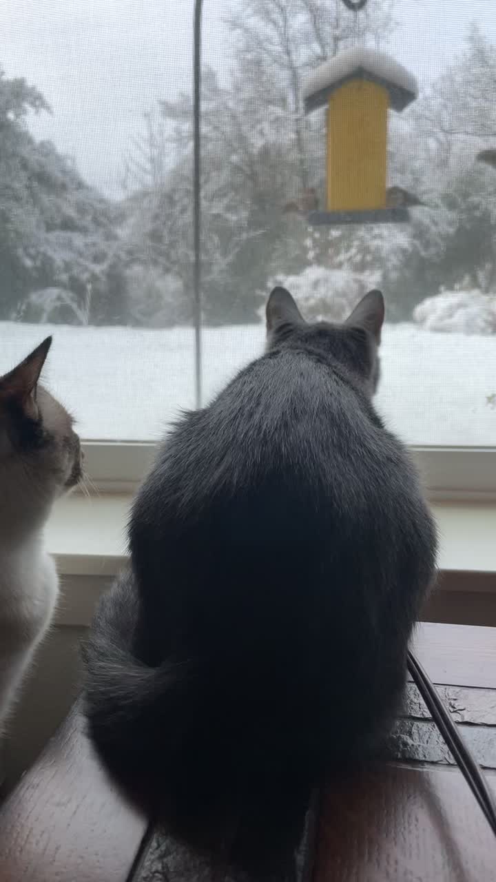 @motel cats