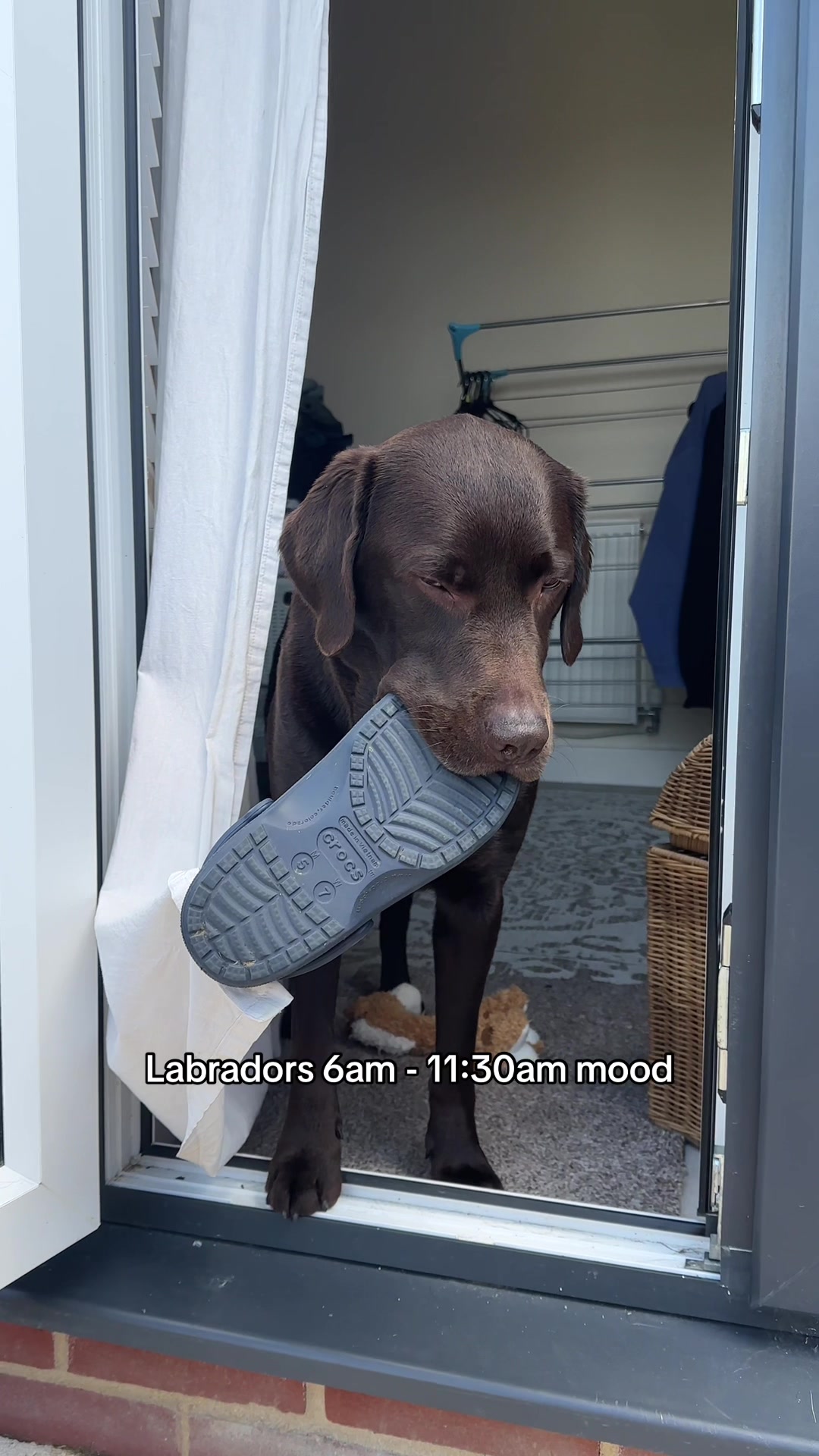 @The Labrador Buddy