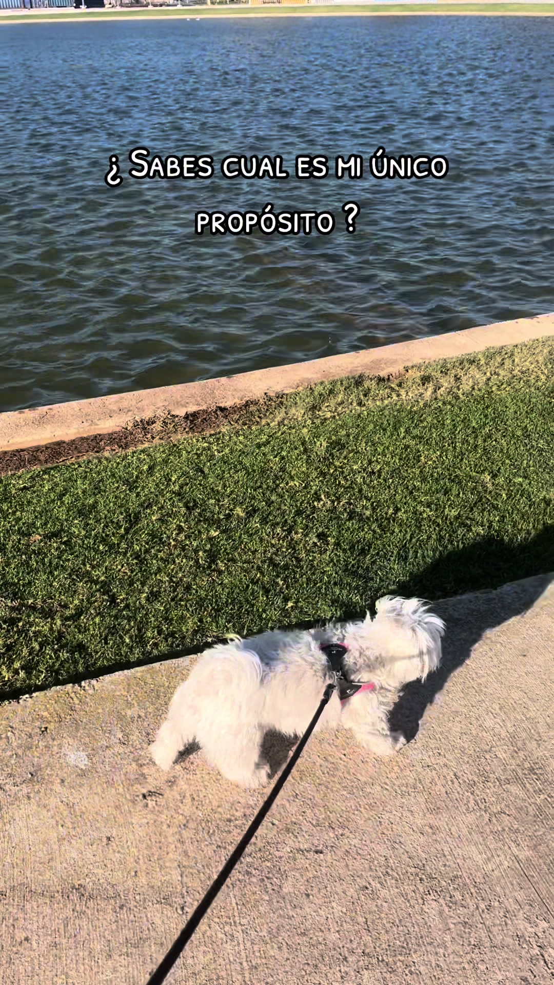 @Darla 🧡🐶🧡