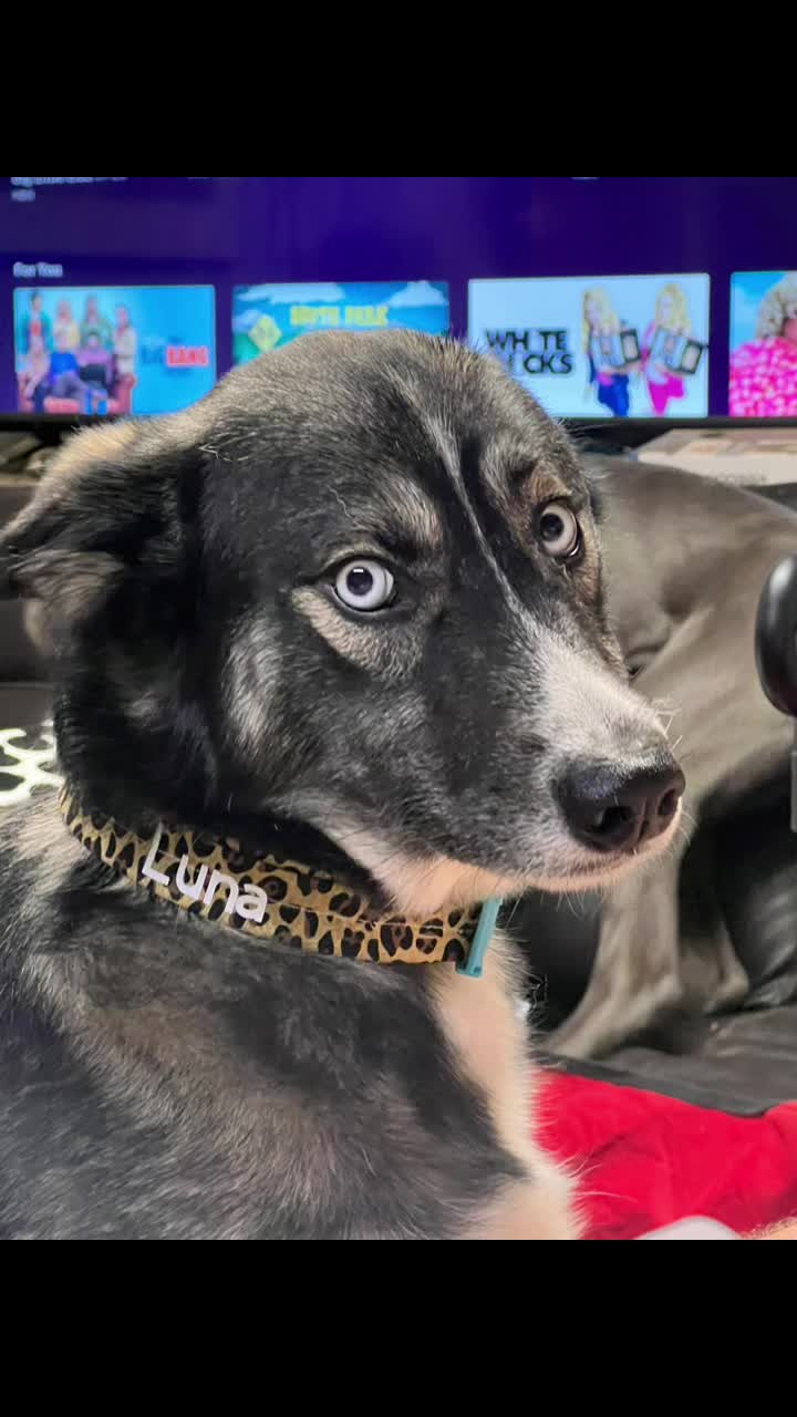 @Woycheesepups💜