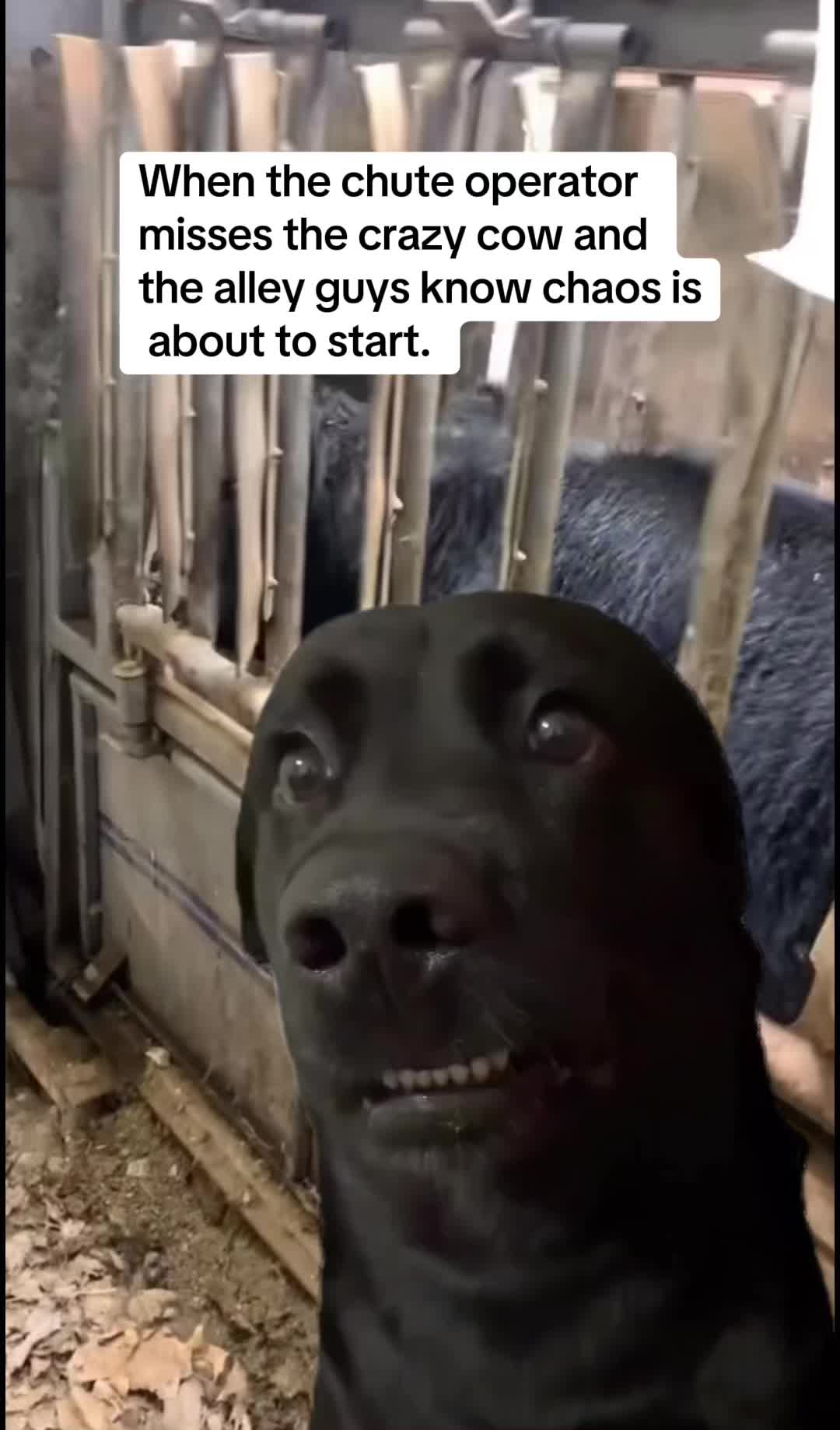@rrfcattle