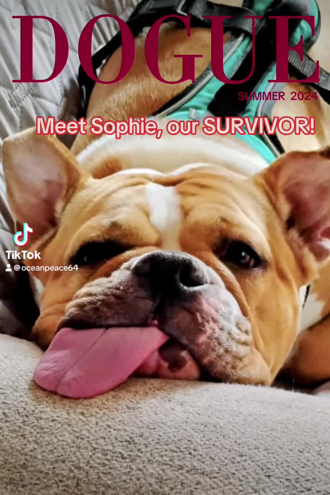 @Paws From Afar Rescue