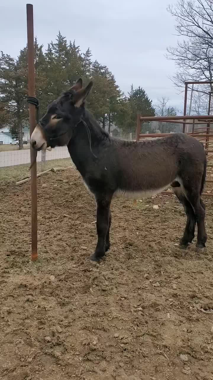 @Leaning Oaks Farm
