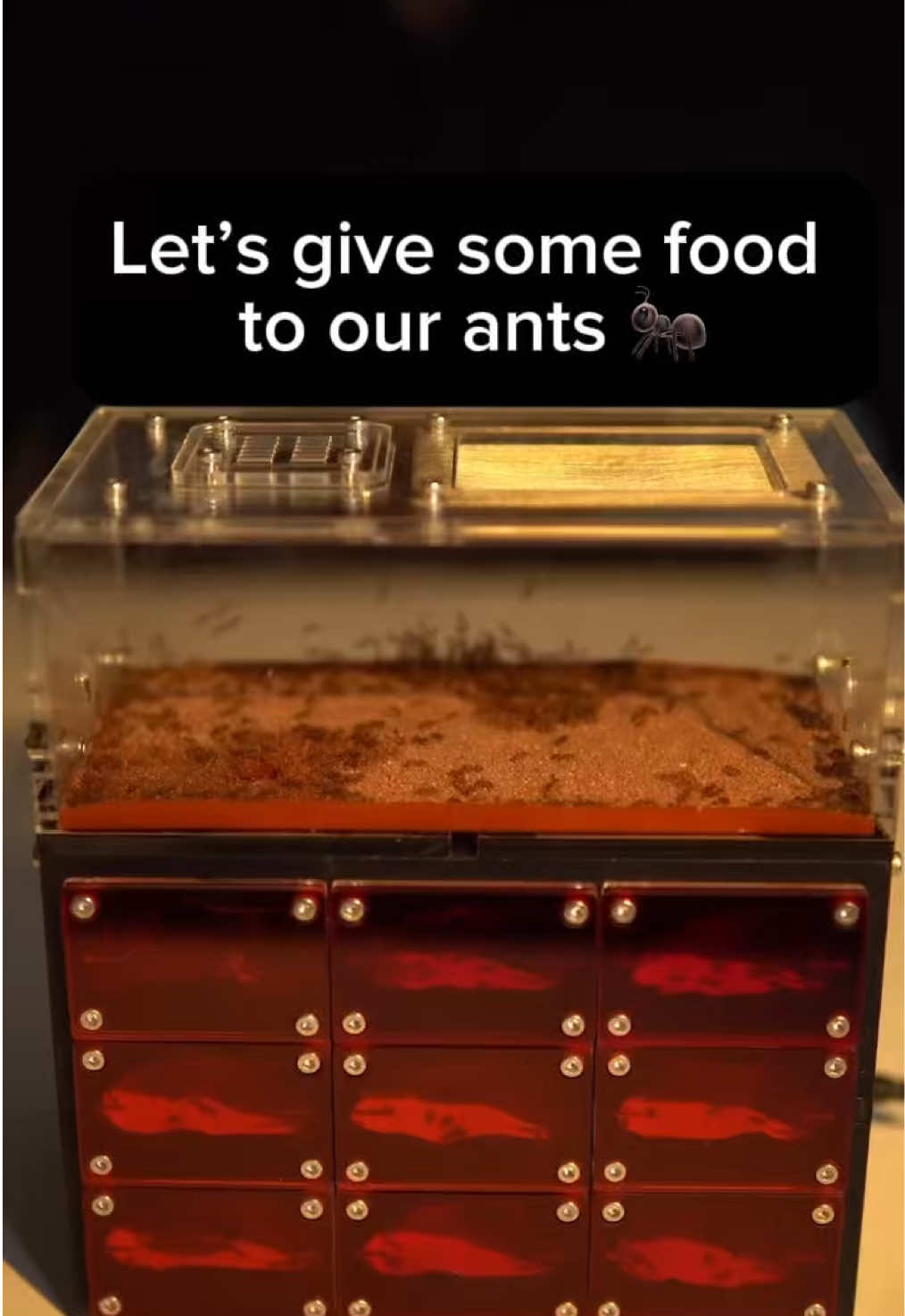 @antshq