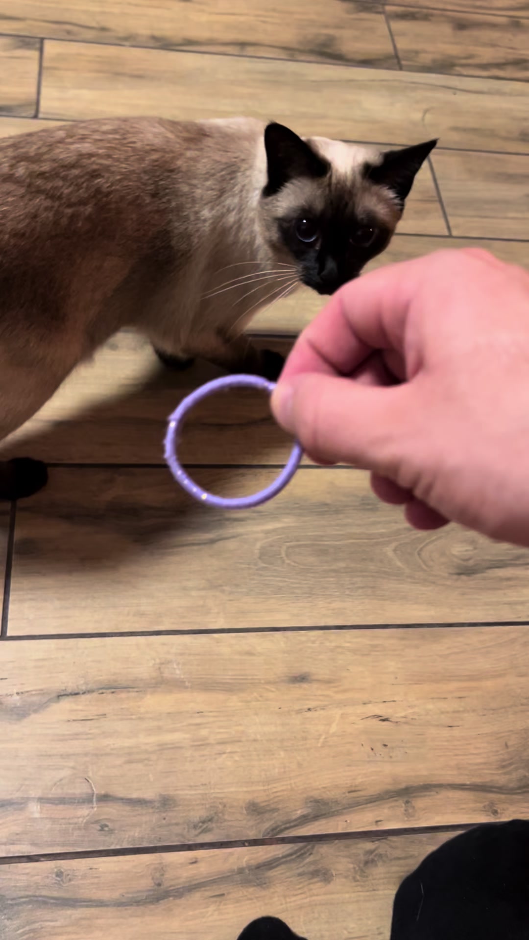 @Blueberry Eyes Cat