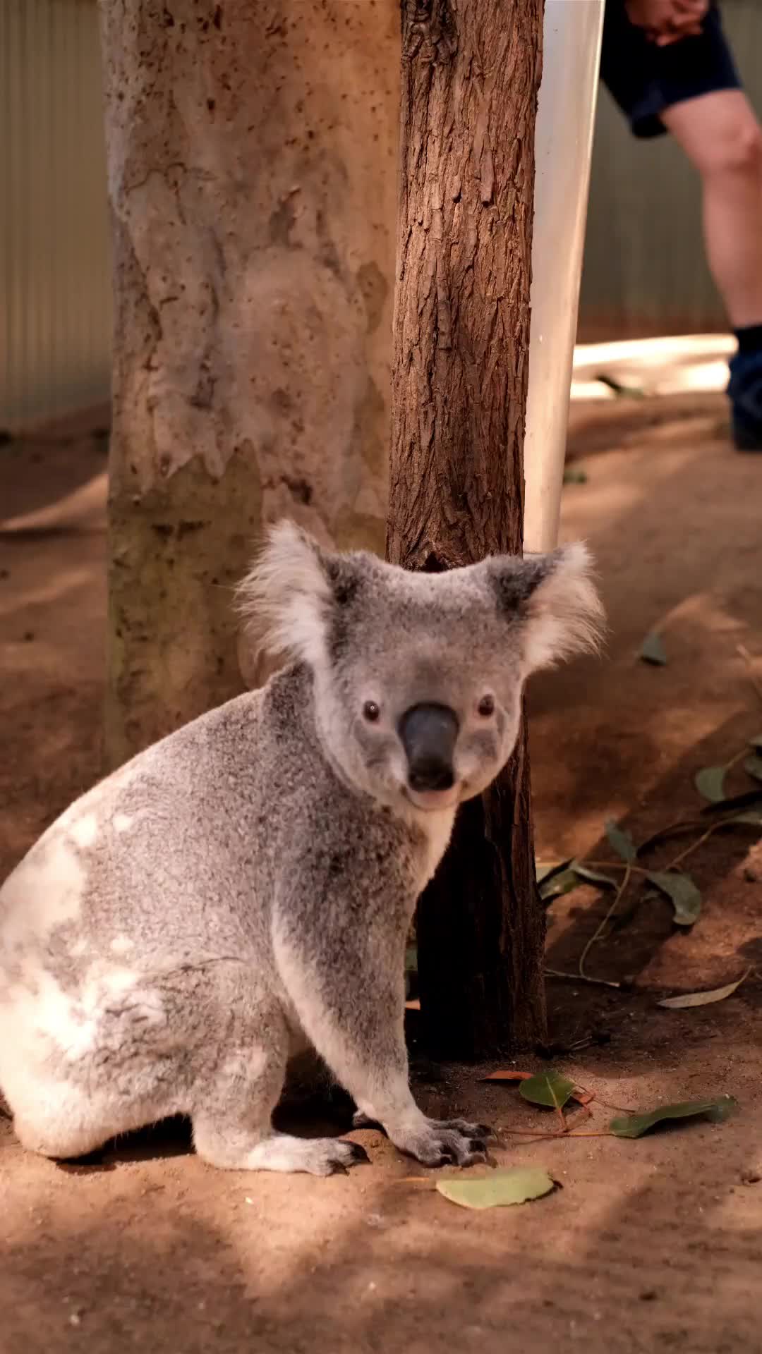 @factsanimal0