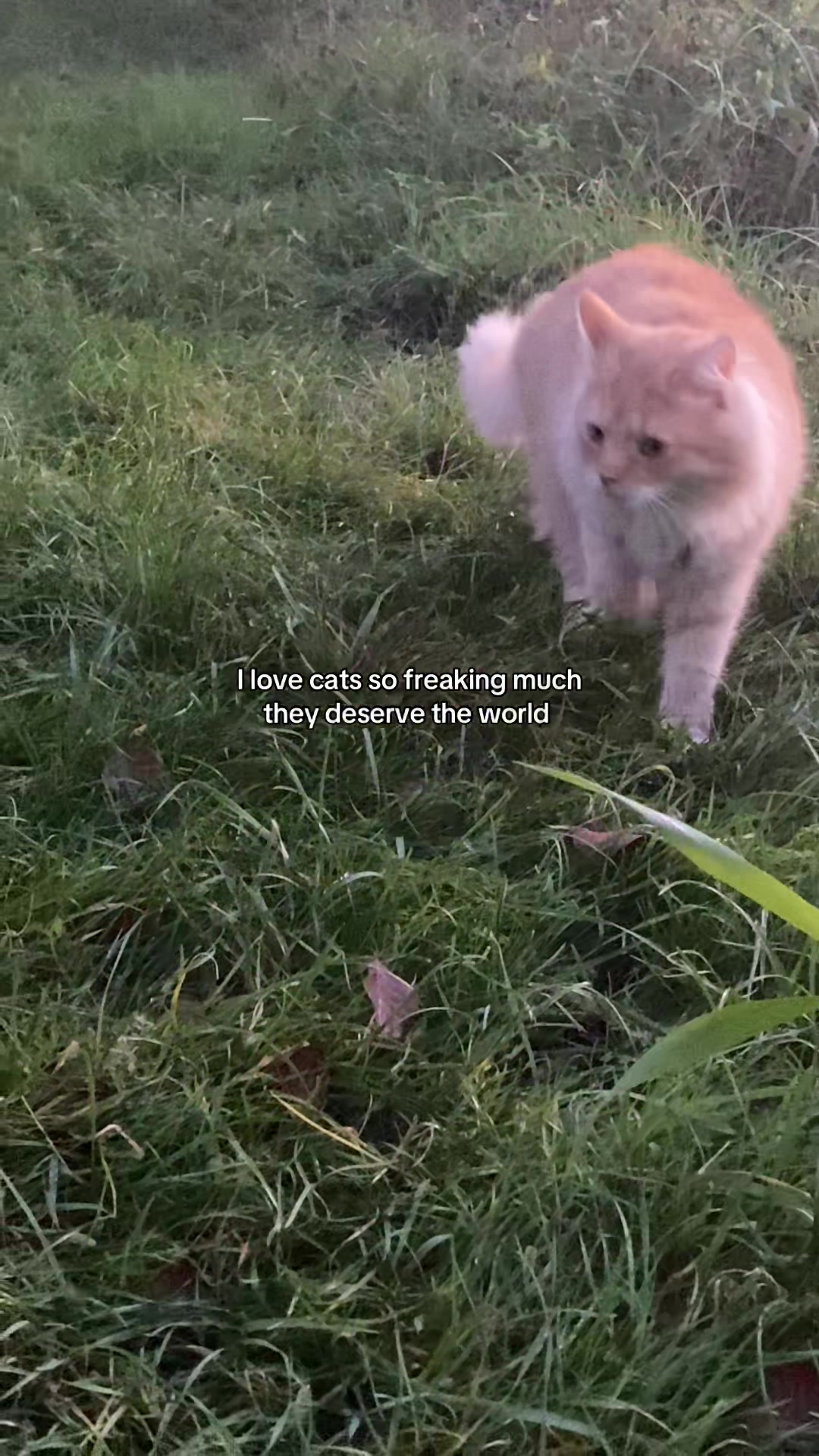 @❔