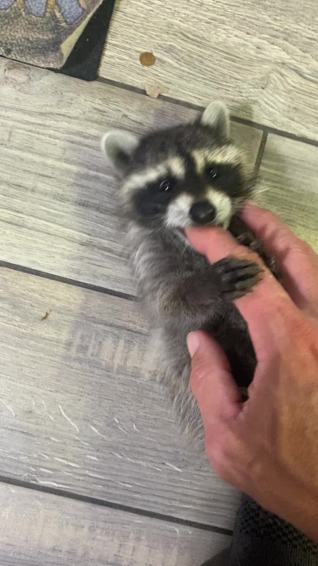 @Loki the raccoon