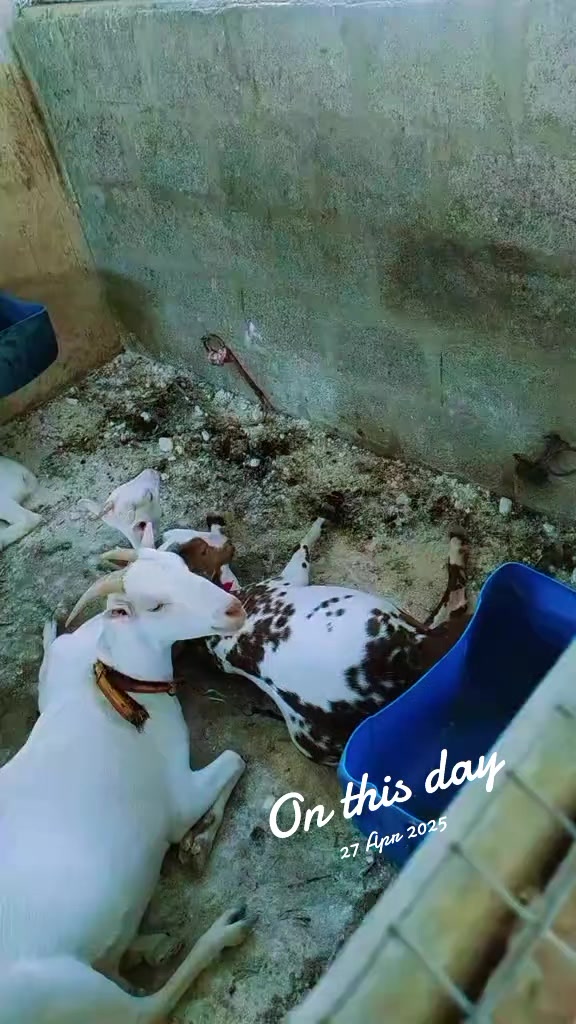@Mustafa Goats
