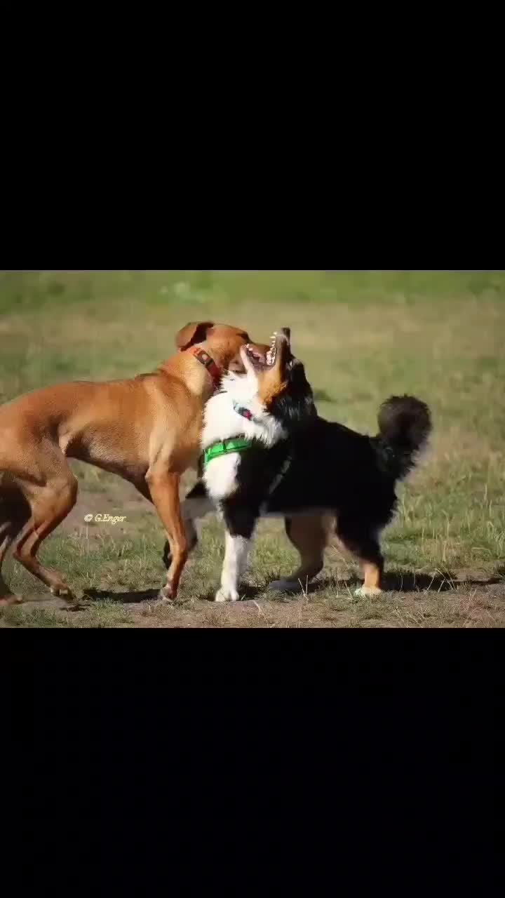 @amani.the.ridgeback