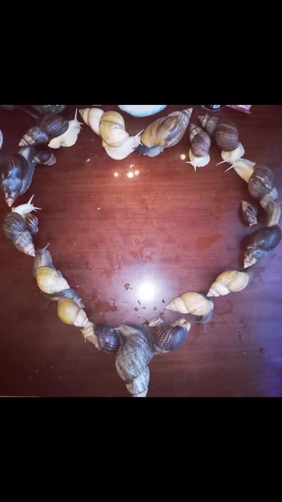 @Snails