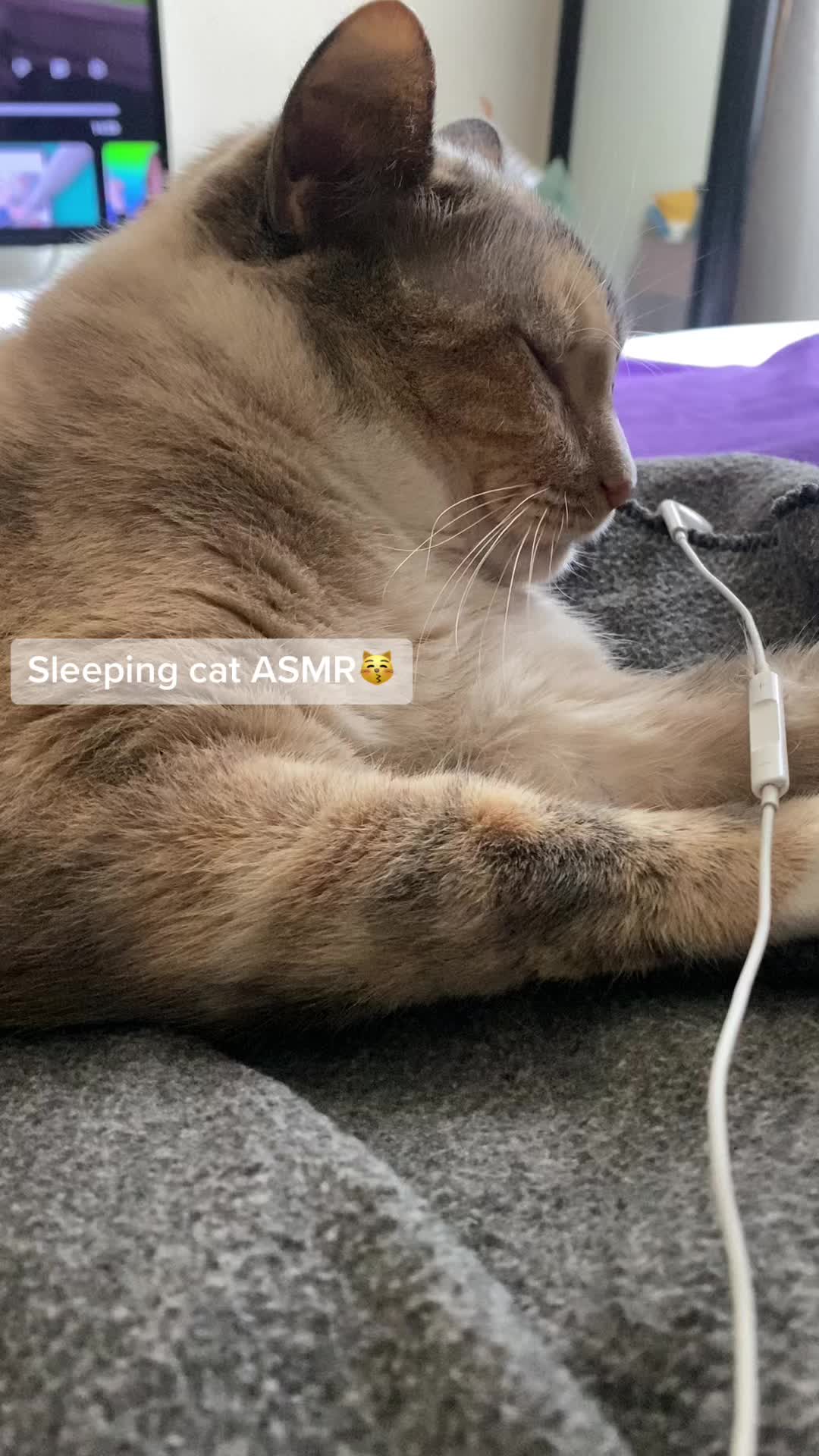 @xSheiBunnix