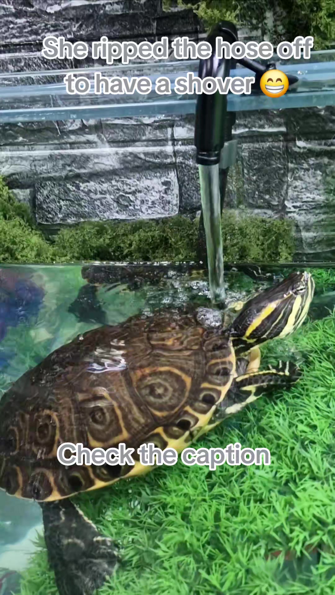 @Ellu