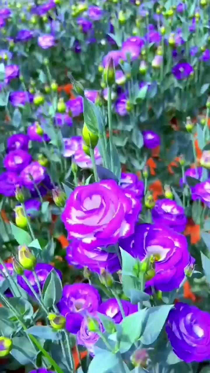 @Natural scenery