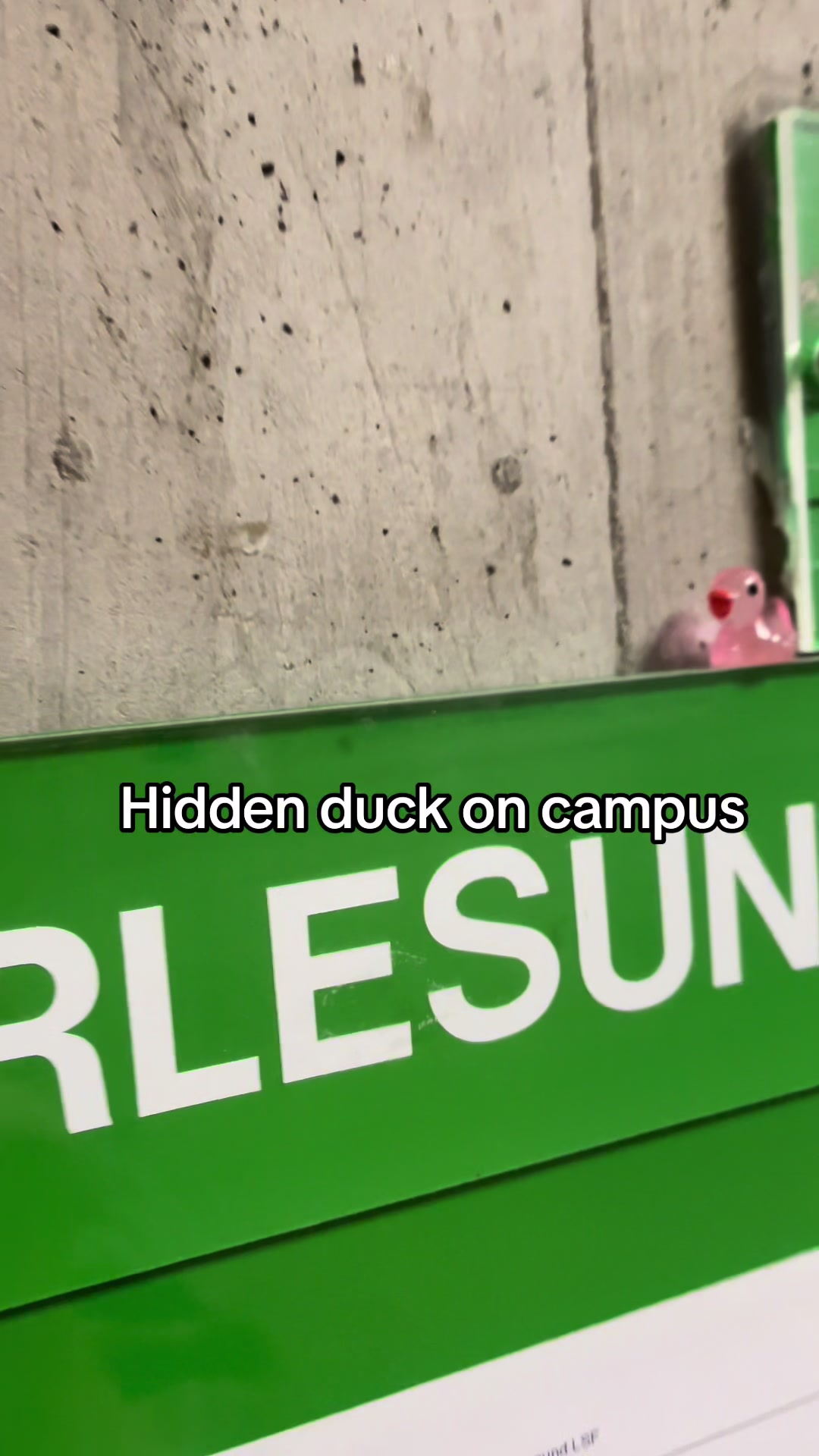 @duckseekdaily