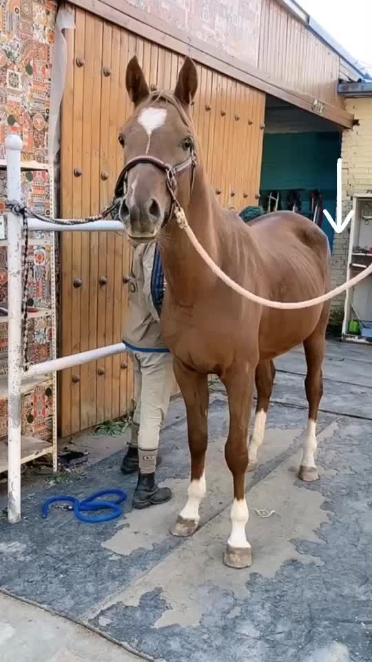 @Horse🐴🦄💕