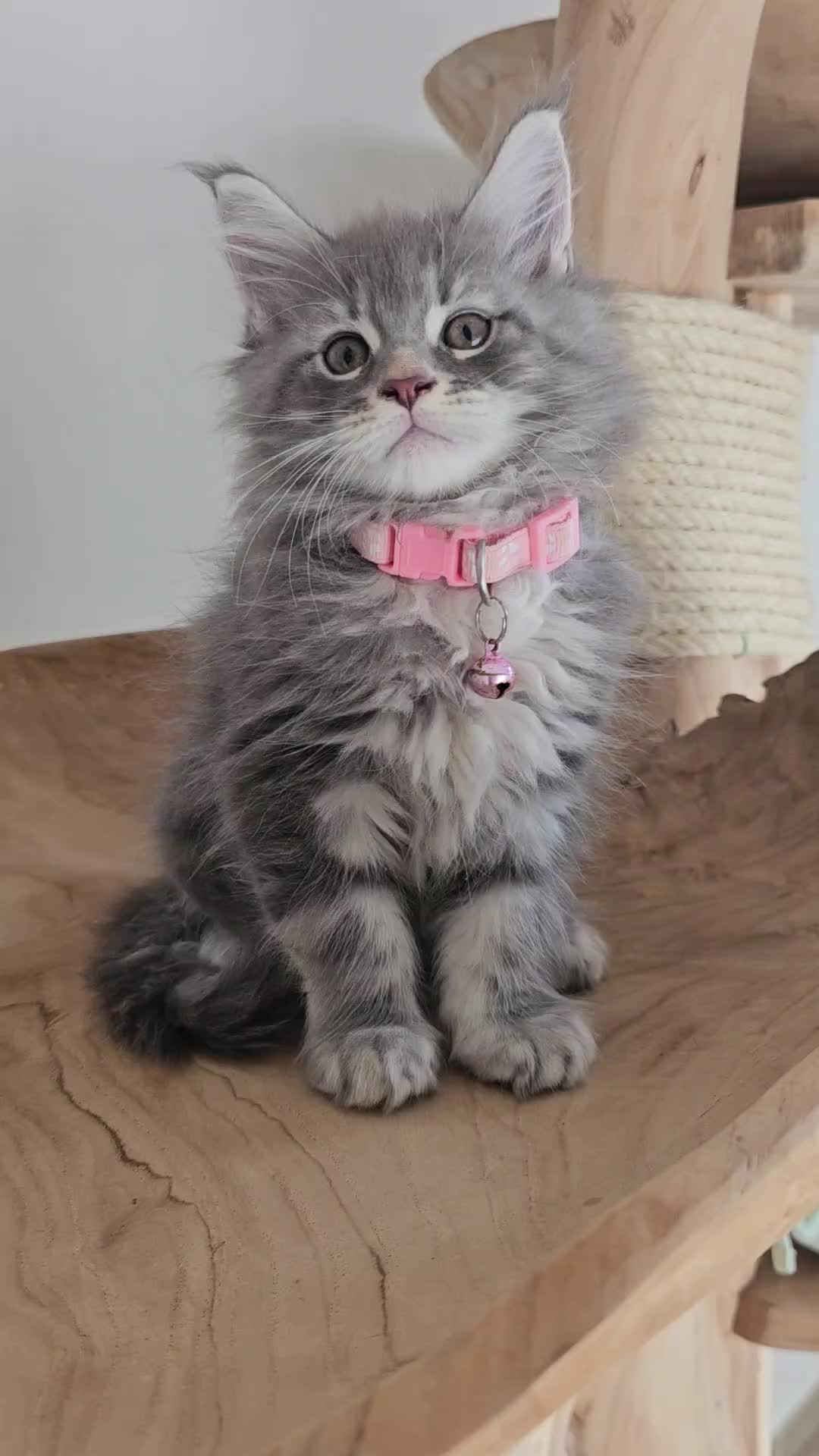 @mainecoonspalace