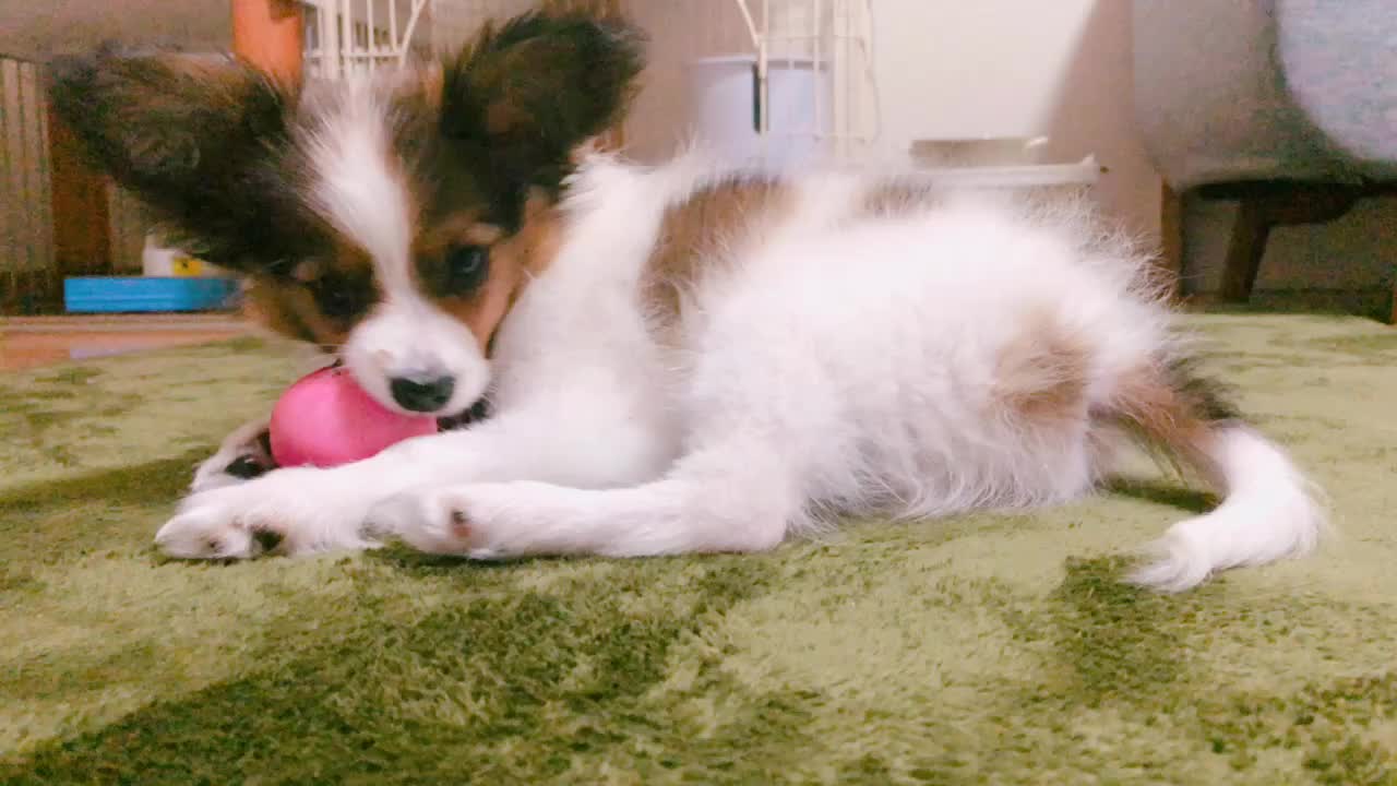 @パピヨンのうた君