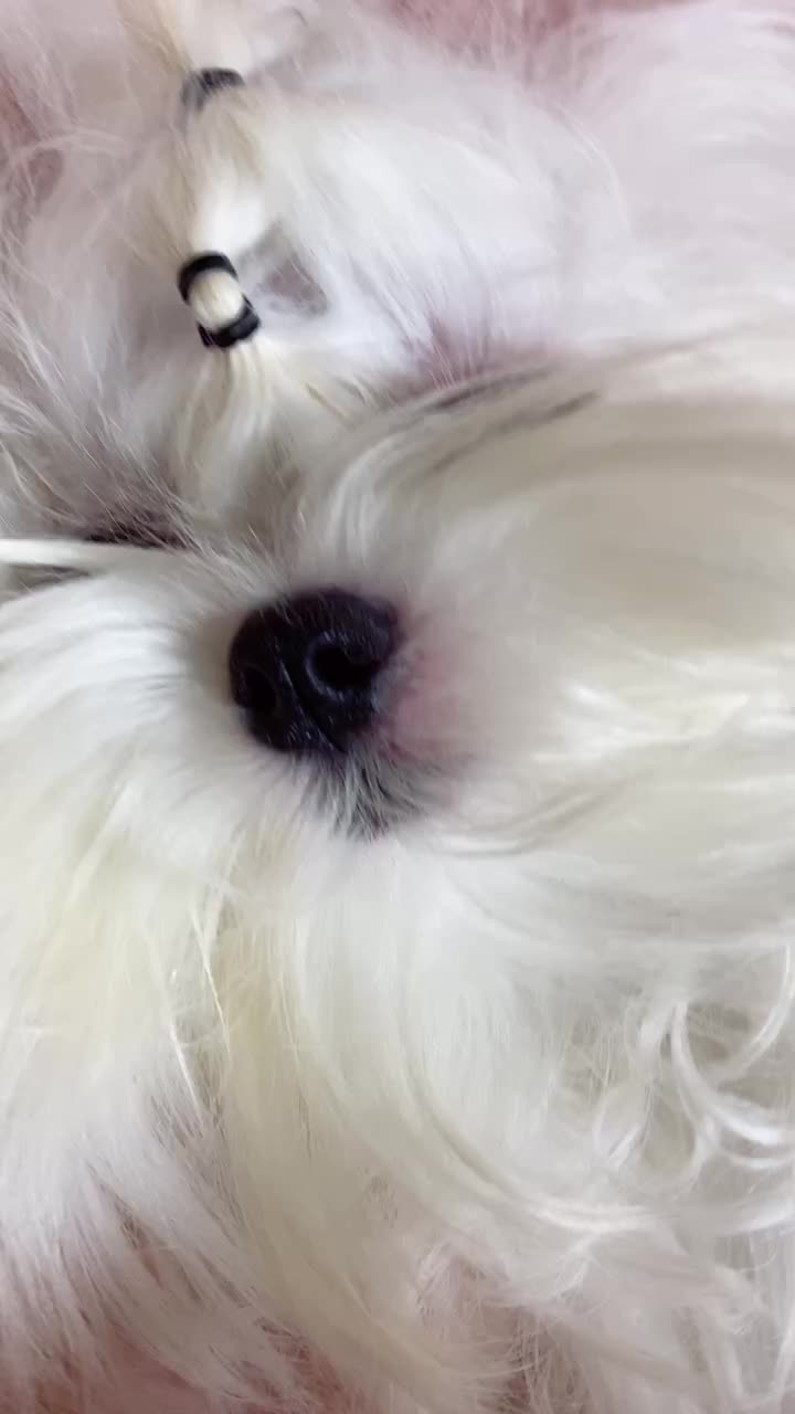@𝙲𝚘𝚌𝚘🐶☁️