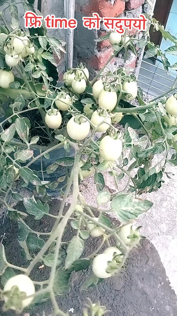 @Bisu Karki