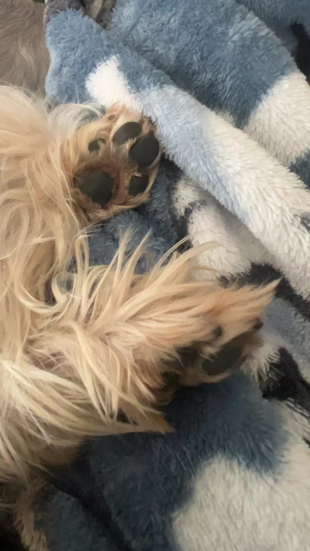 @💎Mia💎Yorkie💎