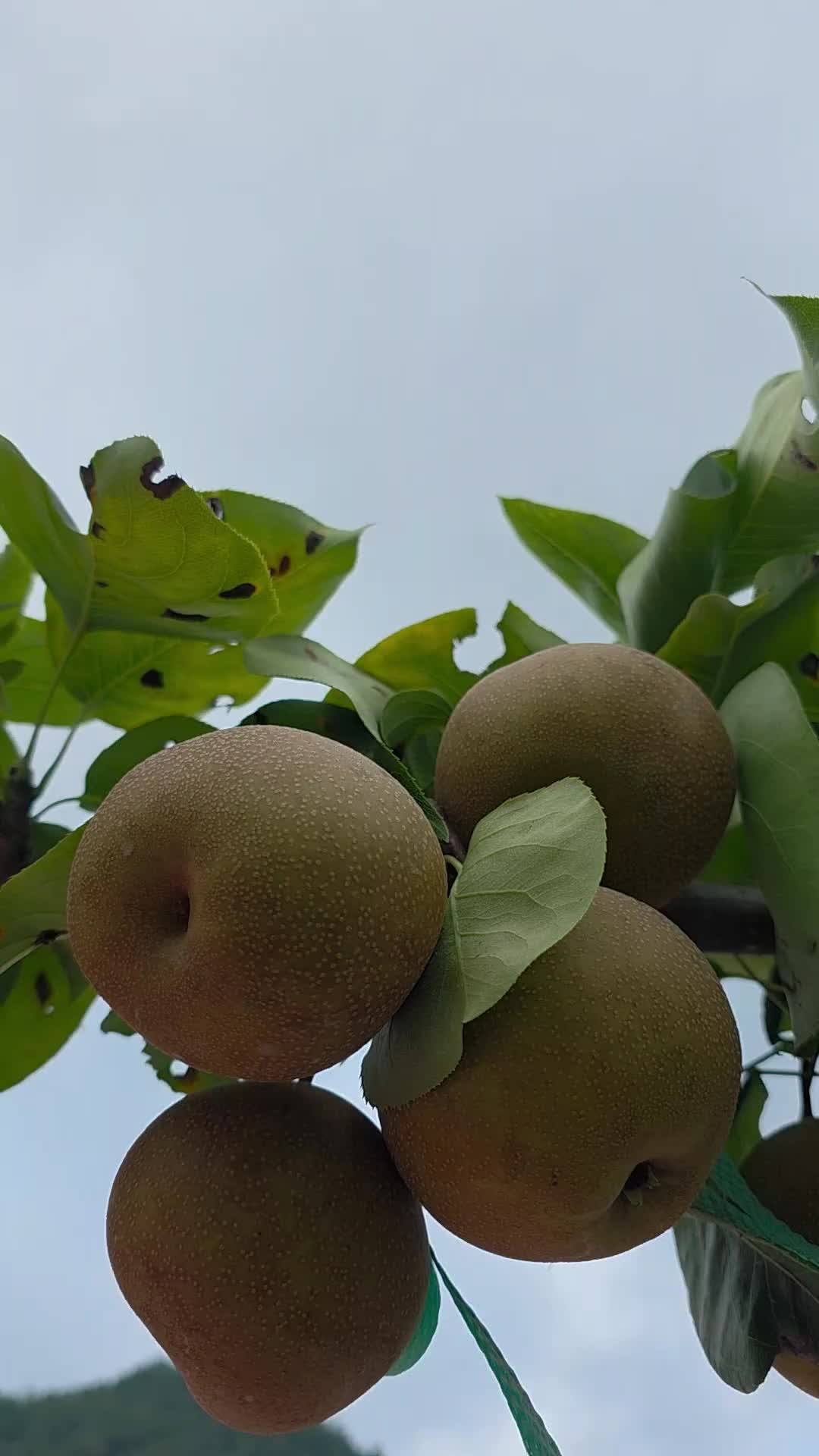 @유튜브 "정선사람들" 안용현