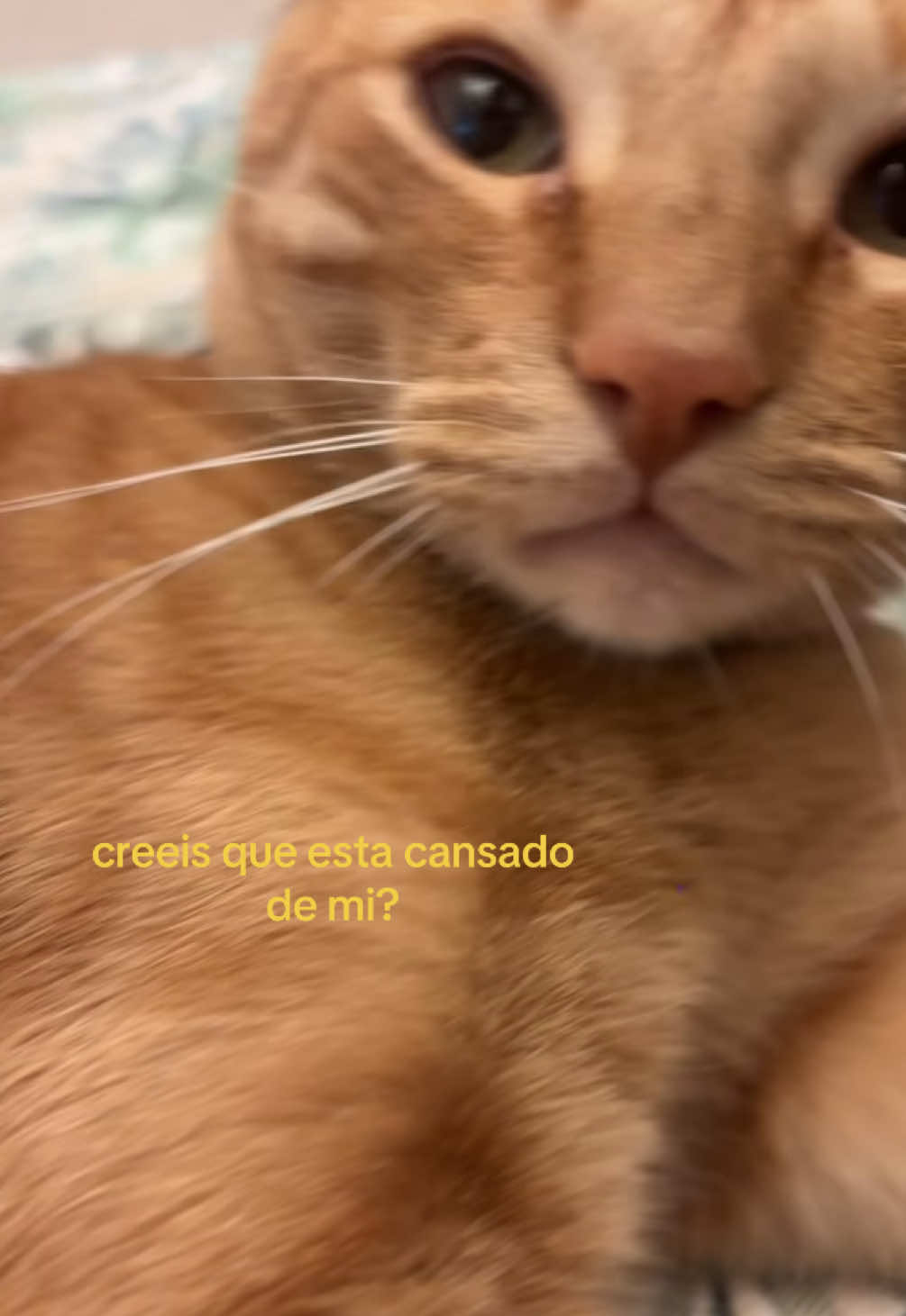 @gabriel
