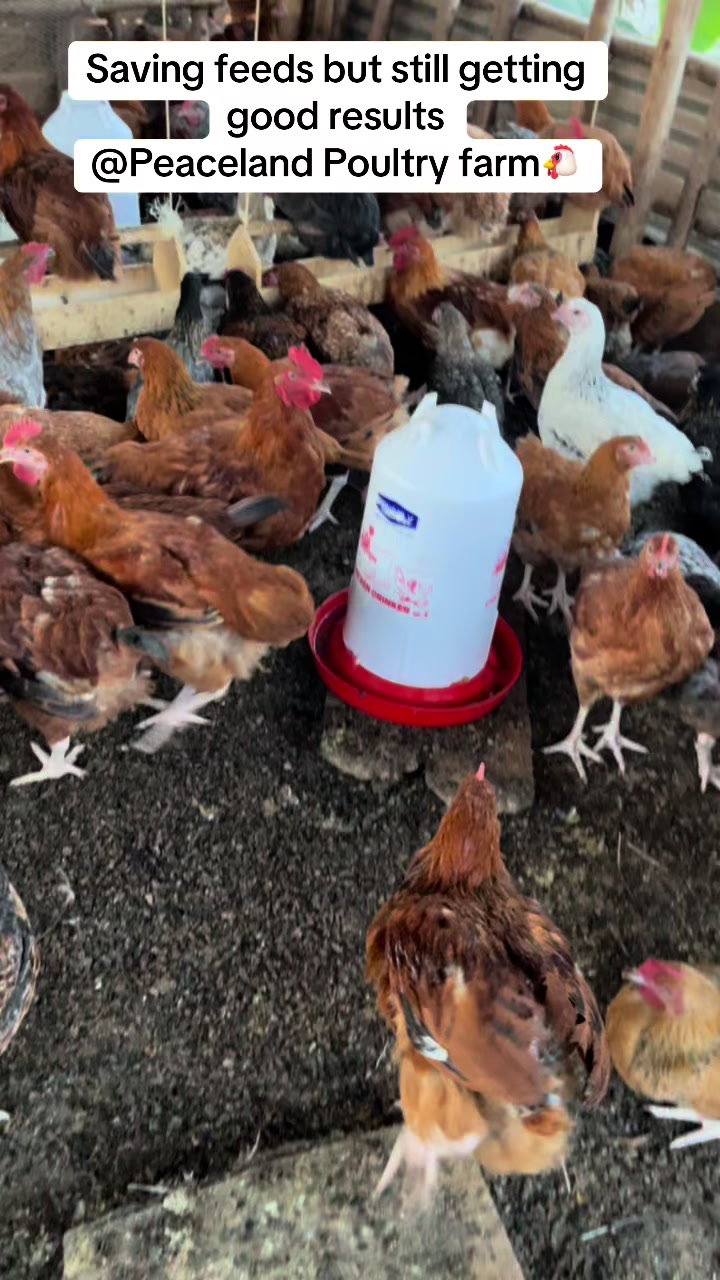@Peaceland Poultry Farm🐔🐣🐓