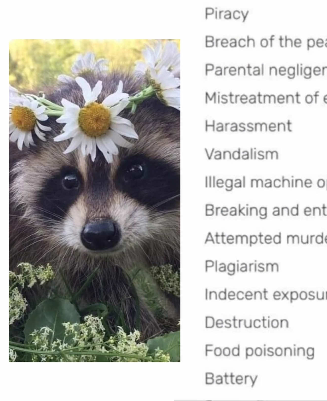 @Raccoon Music Videos