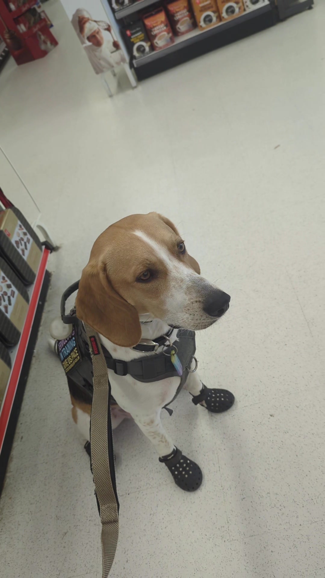 @vaguely.coonhounds