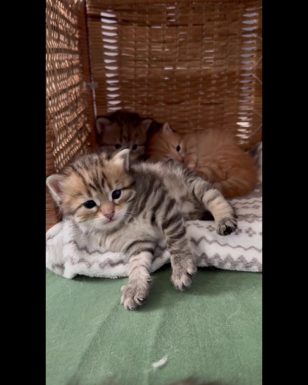 @SiberianRiver Cattery Uk