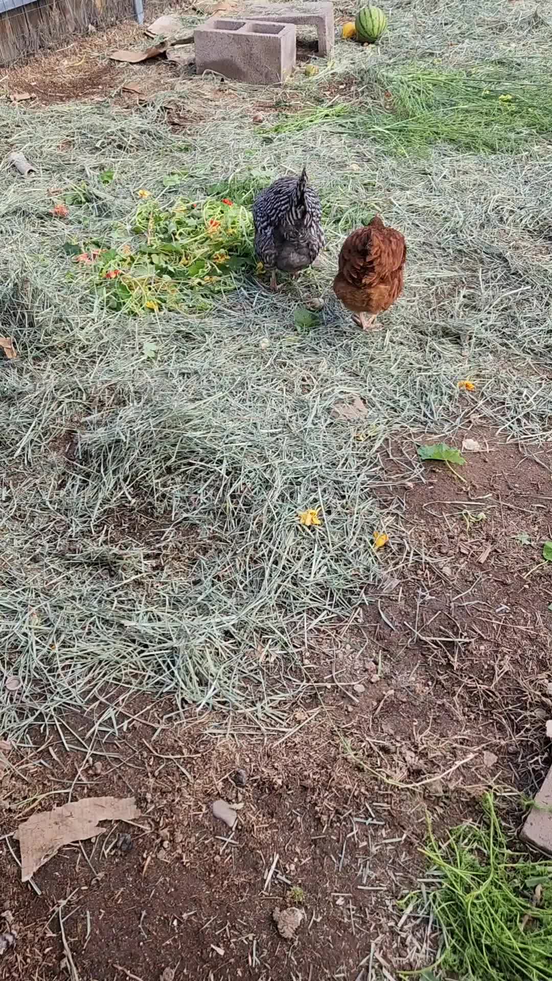 @ArtisticChickenButt