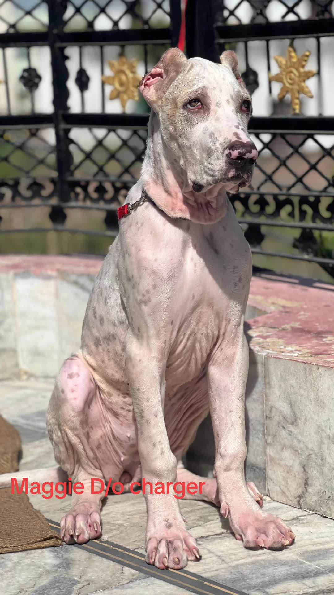 @charger bully dog kennel