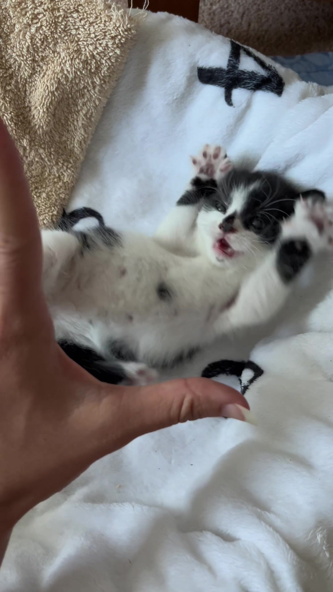 @Pudding | Cat UGC Creator