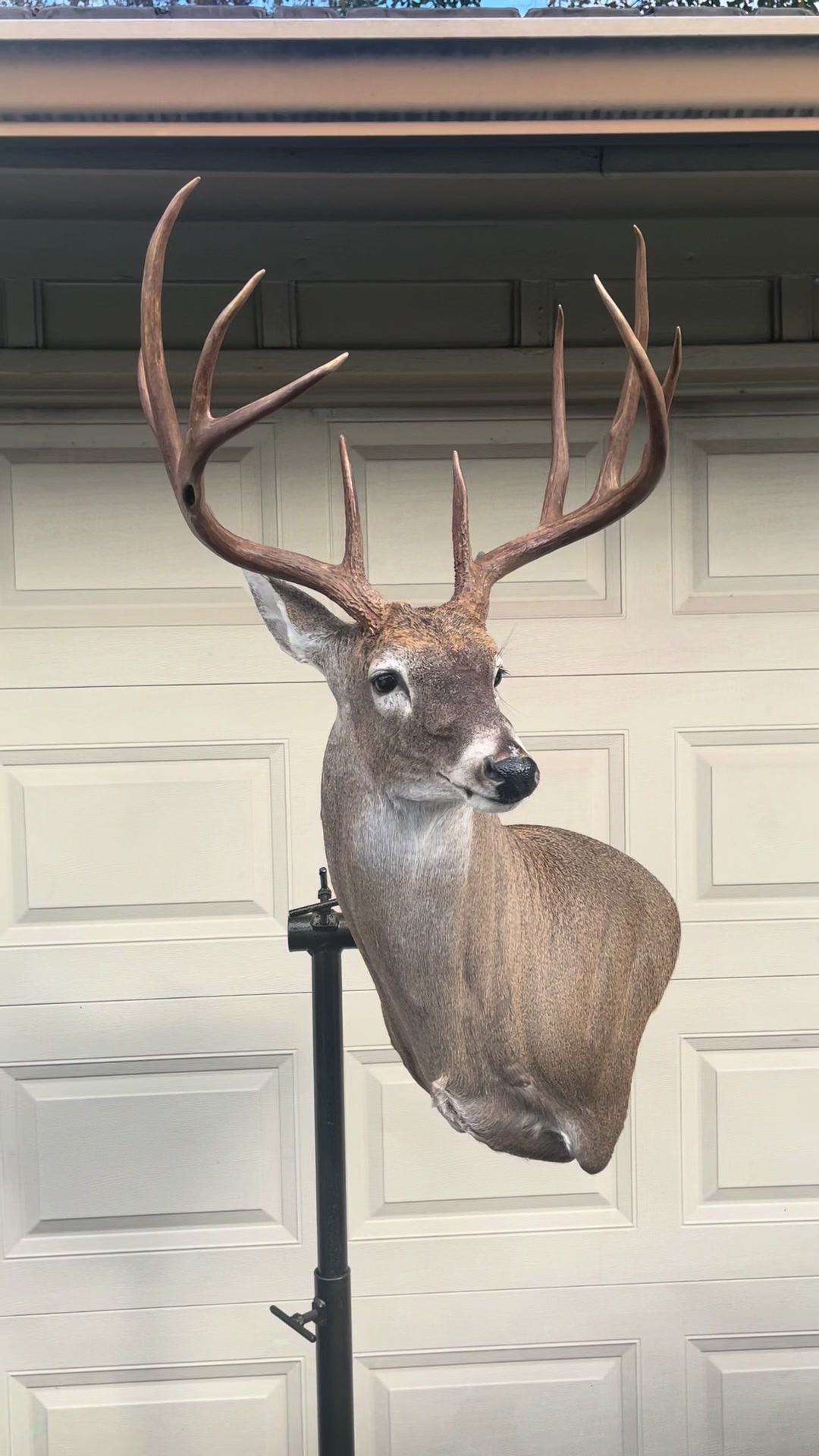 @Luke’s Wildlife Taxidermy