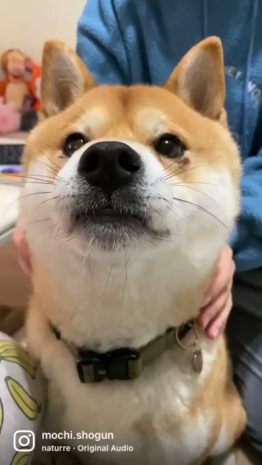 @Mochi.Shogun