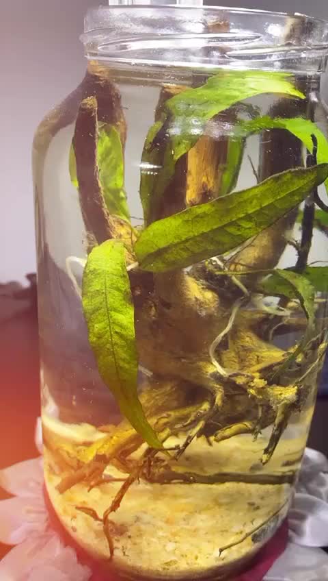 @goldenaquahub