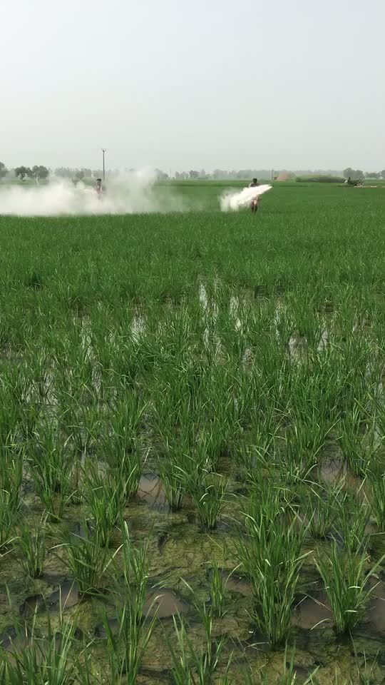 @ਖੋਖਰ.੧੩