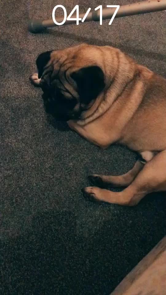 @MR PUG