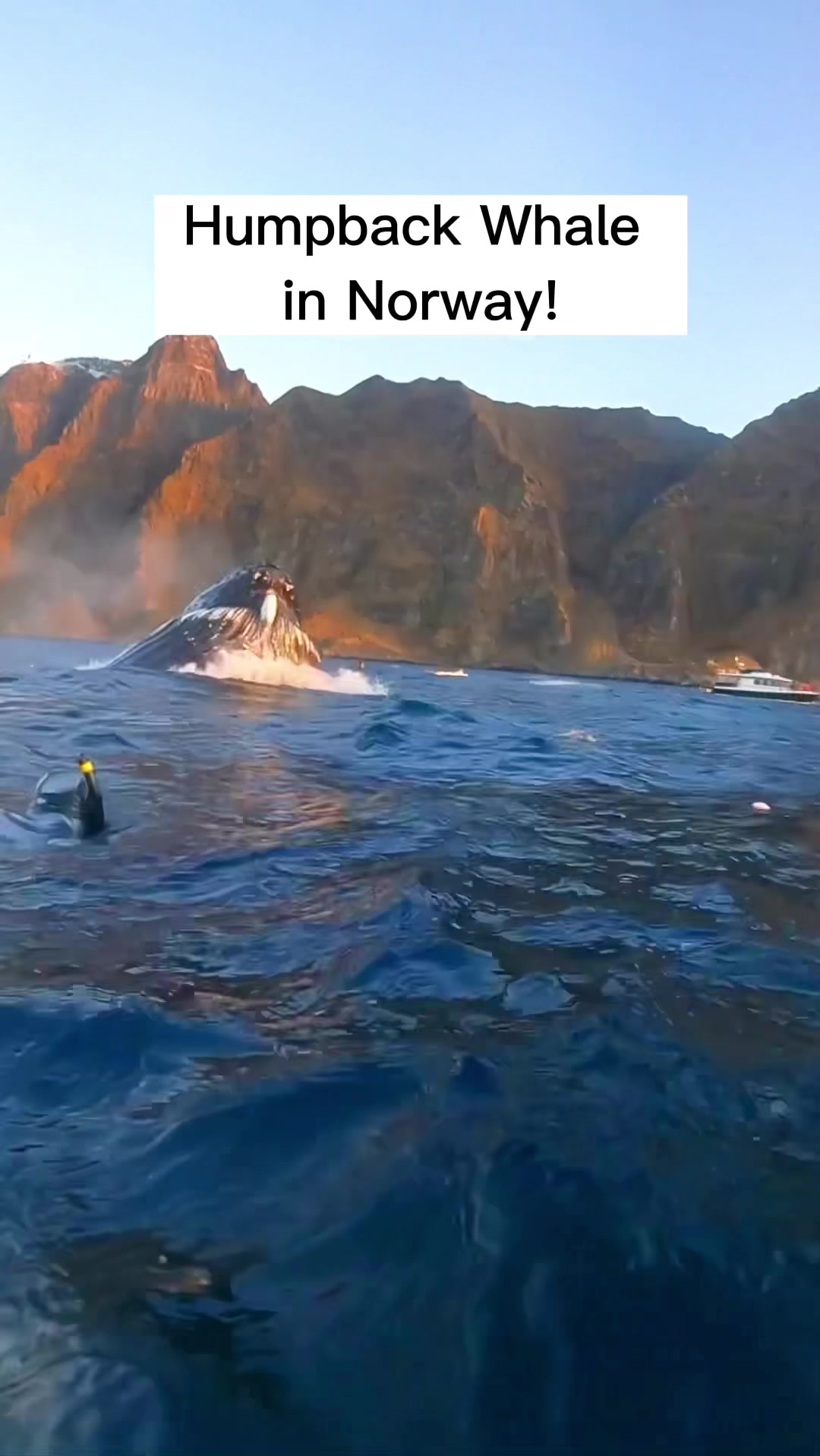 @SCUBA&ensp;DAN&ensp;🦈