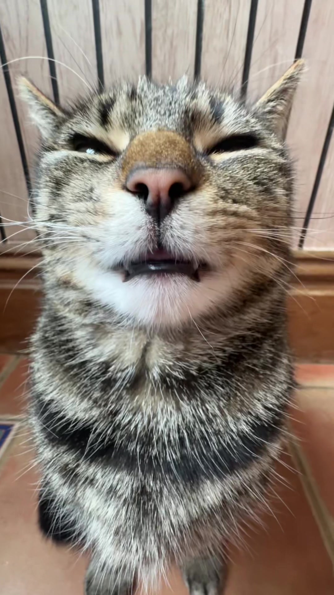 @Mittens